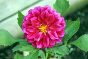 Spring Bloom