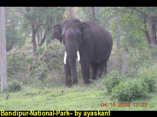 Bandipur-National-Park--